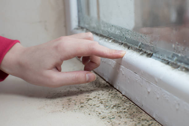 Oak Grove, VA Mold Removal Company